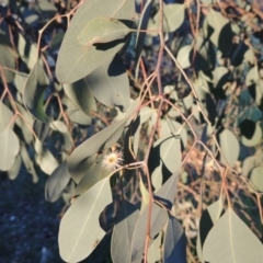 Eucalyptus polyanthemos (Red Box) at Jerrabomberra Wetlands - 27 Sep 2014 by michaelb