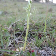 Hymenochilus cycnocephalus at Banks, ACT - suppressed