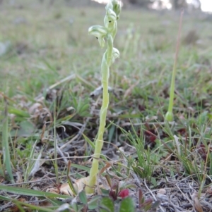 Hymenochilus cycnocephalus at Banks, ACT - suppressed