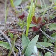 Ophioglossum lusitanicum subsp. coriaceum (Austral Adder's Tongue) at Banks, ACT - 29 Sep 2014 by michaelb