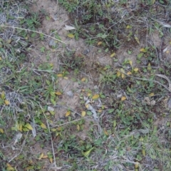 Ophioglossum lusitanicum at Banks, ACT - 29 Sep 2014 06:45 PM