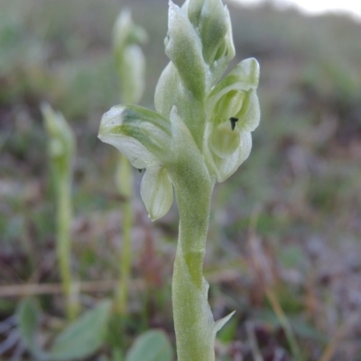 Hymenochilus cycnocephalus (Swan greenhood) at Banks, ACT - 29 Sep 2014 by michaelb