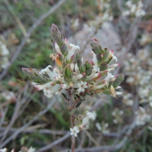 Brachyloma daphnoides at Banks, ACT - 29 Sep 2014 06:51 PM