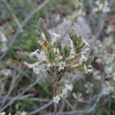 Brachyloma daphnoides (Daphne Heath) at Banks, ACT - 29 Sep 2014 by MichaelBedingfield