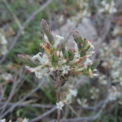 Brachyloma daphnoides (Daphne Heath) at Banks, ACT - 29 Sep 2014 by michaelb