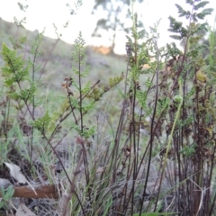 Cheilanthes sieberi (Rock Fern) at Banks, ACT - 29 Sep 2014 by MichaelBedingfield