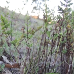 Cheilanthes sieberi (Rock Fern) at Rob Roy Range - 29 Sep 2014 by michaelb