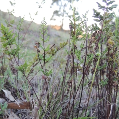 Cheilanthes sieberi (Rock Fern) at Banks, ACT - 29 Sep 2014 by MichaelBedingfield