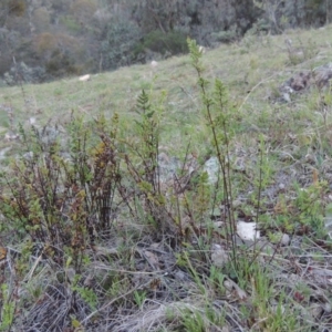 Cheilanthes sieberi at Banks, ACT - 29 Sep 2014