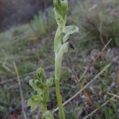 Hymenochilus cycnocephalus (Swan greenhood) at Banks, ACT - 29 Sep 2014 by MichaelBedingfield