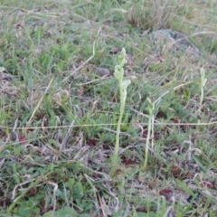 Hymenochilus cycnocephalus at Banks, ACT - suppressed