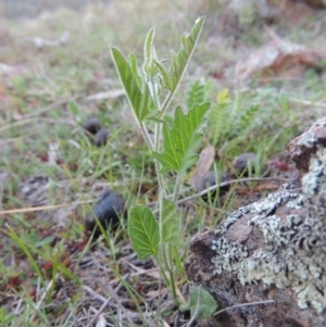 Convolvulus angustissimus subsp. angustissimus at Banks, ACT - 29 Sep 2014 07:03 PM