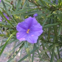 Solanum linearifolium (Kangaroo Apple) at Conder, ACT - 2 Oct 2014 by MichaelBedingfield