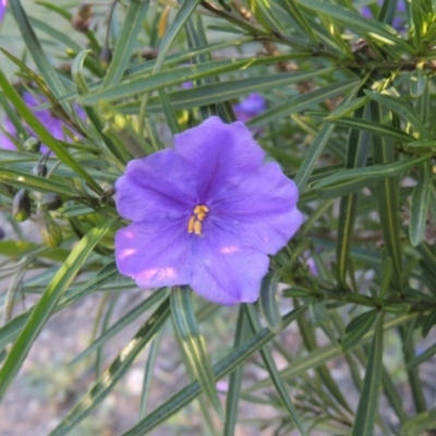 Solanum linearifolium (Kangaroo Apple) at Conder, ACT - 2 Oct 2014 by MichaelBedingfield
