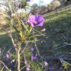 Solanum linearifolium at Conder, ACT - 2 Oct 2014