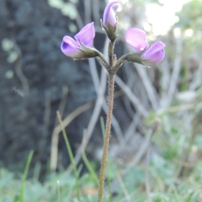 Swainsona sericea (Silky Swainson-Pea) at Rob Roy Range - 29 Sep 2014 by michaelb