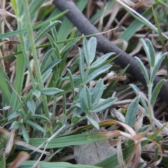 Swainsona sericea at Tuggeranong DC, ACT - 29 Sep 2014 06:21 PM