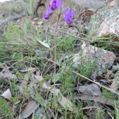 Swainsona sericea at Tuggeranong DC, ACT - 29 Sep 2014 06:21 PM