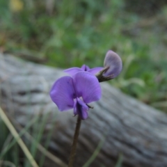 Swainsona sericea at Tuggeranong DC, ACT - 29 Sep 2014 06:21 PM