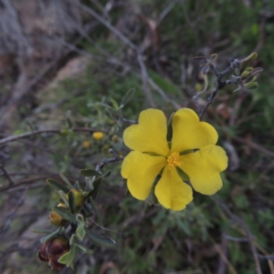 Hibbertia obtusifolia (Grey Guinea-flower) at Rob Roy Range - 29 Sep 2014 by michaelb