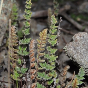 Cheilanthes distans at Tuggeranong DC, ACT - 29 Sep 2014