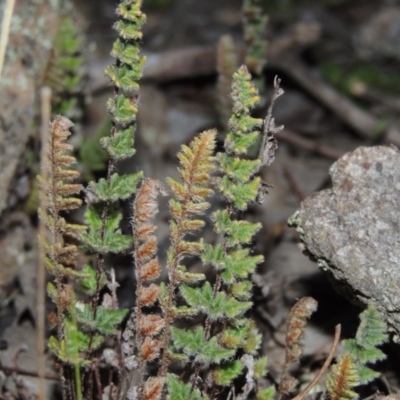 Cheilanthes distans (Bristly Cloak Fern) at Tuggeranong DC, ACT - 29 Sep 2014 by michaelb