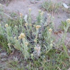 Pseudognaphalium luteoalbum (Jersey Cudweed) at Urambi Hills - 30 Sep 2014 by michaelb