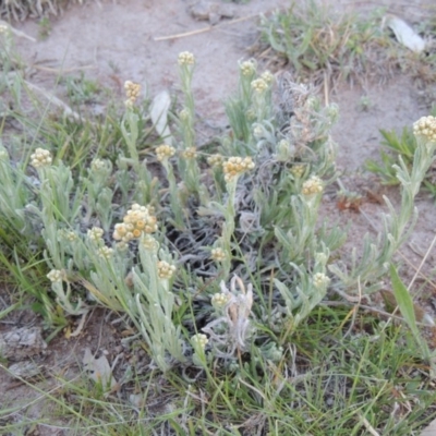 Pseudognaphalium luteoalbum (Jersey Cudweed) at Kambah, ACT - 30 Sep 2014 by MichaelBedingfield