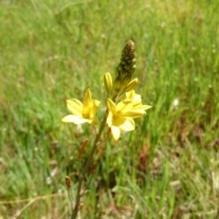 Bulbine bulbosa (Golden Lily, Bulbine Lily) at Mount Ainslie to Black Mountain - 3 Oct 2014 by TimYiu