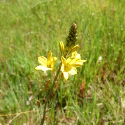 Bulbine bulbosa (Golden Lily) at Acton, ACT - 2 Oct 2014 by TimYiu