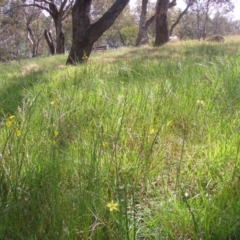 Bulbine bulbosa at Acton, ACT - 3 Oct 2014