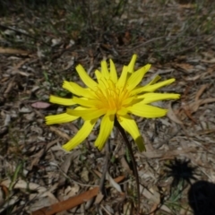 Microseris walteri (Yam Daisy, Murnong) at O'Connor, ACT - 3 Oct 2014 by RWPurdie