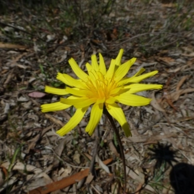 Microseris walteri (Yam Daisy, Murnong) at O'Connor, ACT - 2 Oct 2014 by RWPurdie