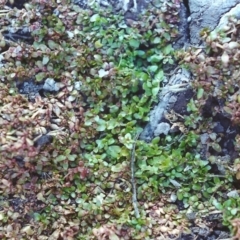 Elatine gratioloides (Waterwort) at Rob Roy Range - 18 Jan 2002 by michaelb