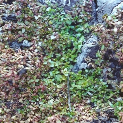 Elatine gratioloides (Waterwort) at Rob Roy Range - 18 Jan 2002 by michaelb