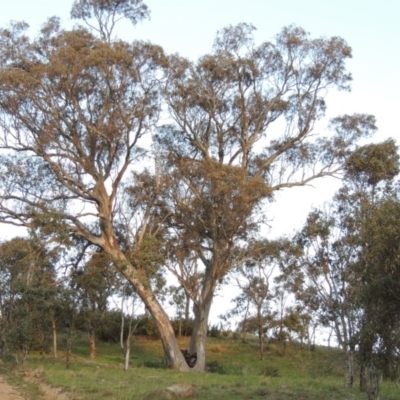 Eucalyptus blakelyi (Blakely's Red Gum) at Kambah, ACT - 30 Sep 2014 by MichaelBedingfield