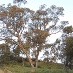 Eucalyptus blakelyi (Blakely's Red Gum) at Urambi Hills - 30 Sep 2014 by michaelb