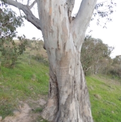 Eucalyptus blakelyi at Kambah, ACT - 30 Sep 2014