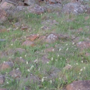 Stackhousia monogyna at Kambah, ACT - 30 Sep 2014