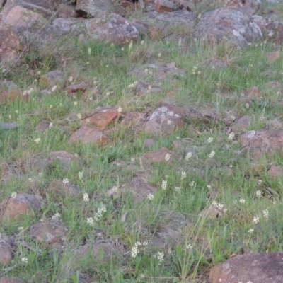 Stackhousia monogyna (Creamy Candles) at Urambi Hills - 30 Sep 2014 by michaelb