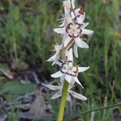 Wurmbea dioica subsp. dioica (Early Nancy) at Kambah, ACT - 30 Sep 2014 by MichaelBedingfield