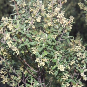 Pomaderris angustifolia at Kambah, ACT - 30 Sep 2014