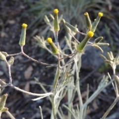 Senecio quadridentatus (Cotton Fireweed) at Conder, ACT - 2 Oct 2014 by MichaelBedingfield
