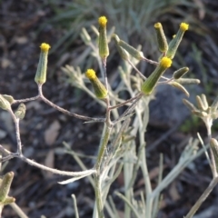 Senecio quadridentatus (Cotton Fireweed) at Rob Roy Range - 2 Oct 2014 by michaelb