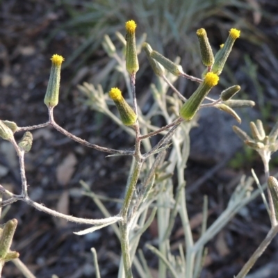 Senecio quadridentatus (Cotton Fireweed) at Conder, ACT - 2 Oct 2014 by MichaelBedingfield