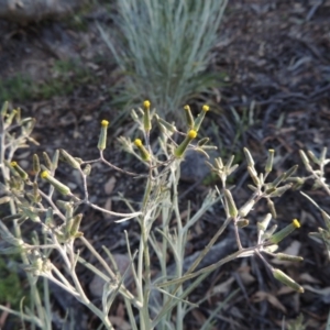 Senecio quadridentatus at Conder, ACT - 2 Oct 2014 05:53 PM