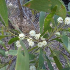 Acacia melanoxylon (Blackwood) at Tidbinbilla Nature Reserve - 4 Oct 2014 by galah681