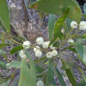 Acacia melanoxylon at Paddys River, ACT - 4 Oct 2014 10:24 AM