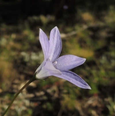 Wahlenbergia capillaris (Tufted Bluebell) at Conder, ACT - 2 Oct 2014 by MichaelBedingfield