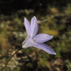 Wahlenbergia capillaris (Tufted Bluebell) at Rob Roy Range - 2 Oct 2014 by michaelb